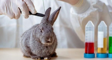 Nemoci uší u králíků: jak identifikovat a léčit?